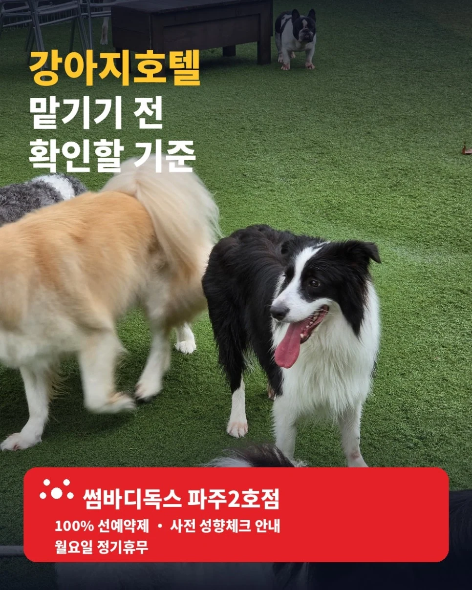 강아지호텔, 맡기기 전 확인해야 할 기준 — 본문 이미지 2