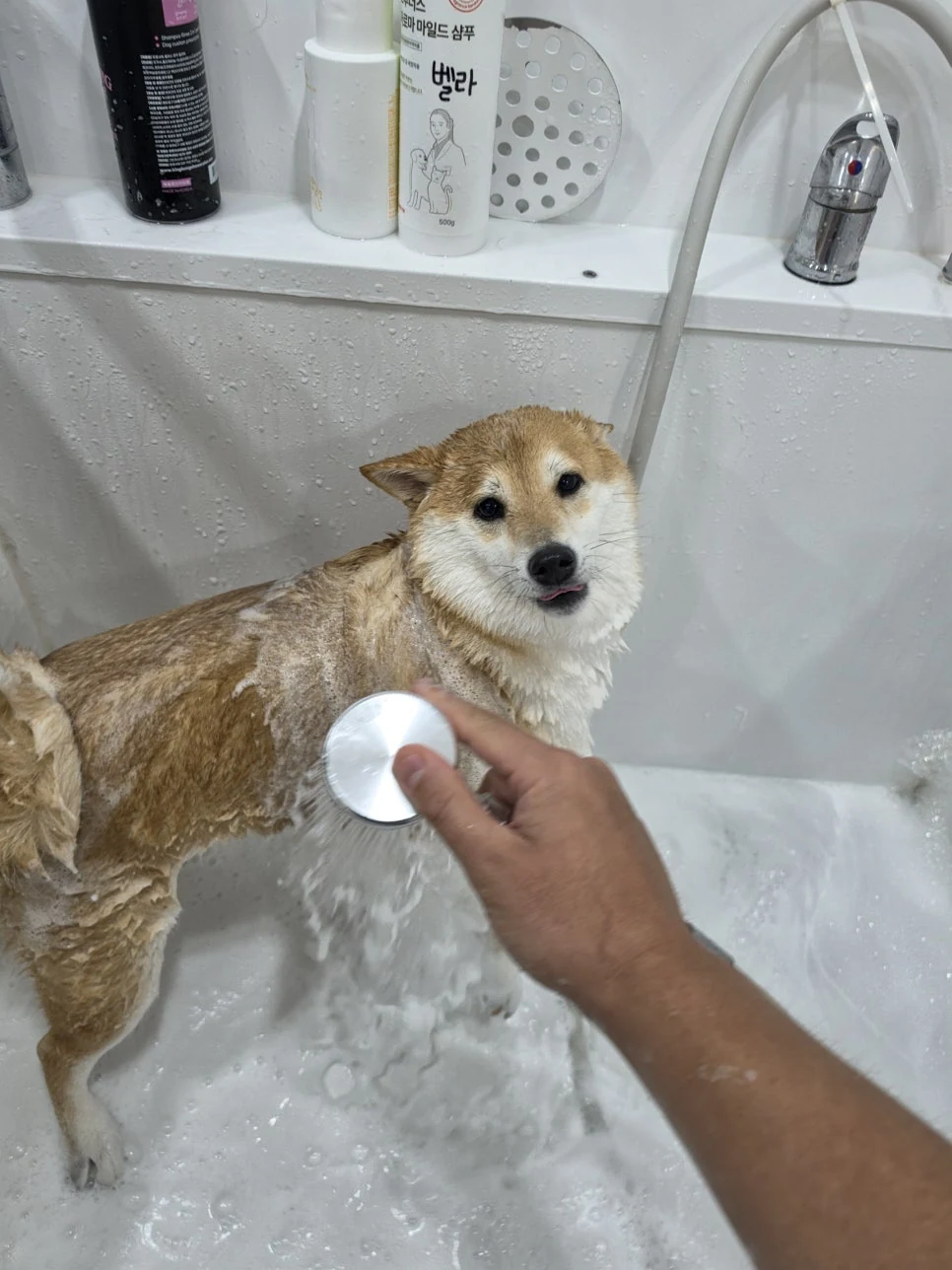 애견호텔비용, 실제로 무엇에 따라 달라질까요 — 본문 이미지 2
