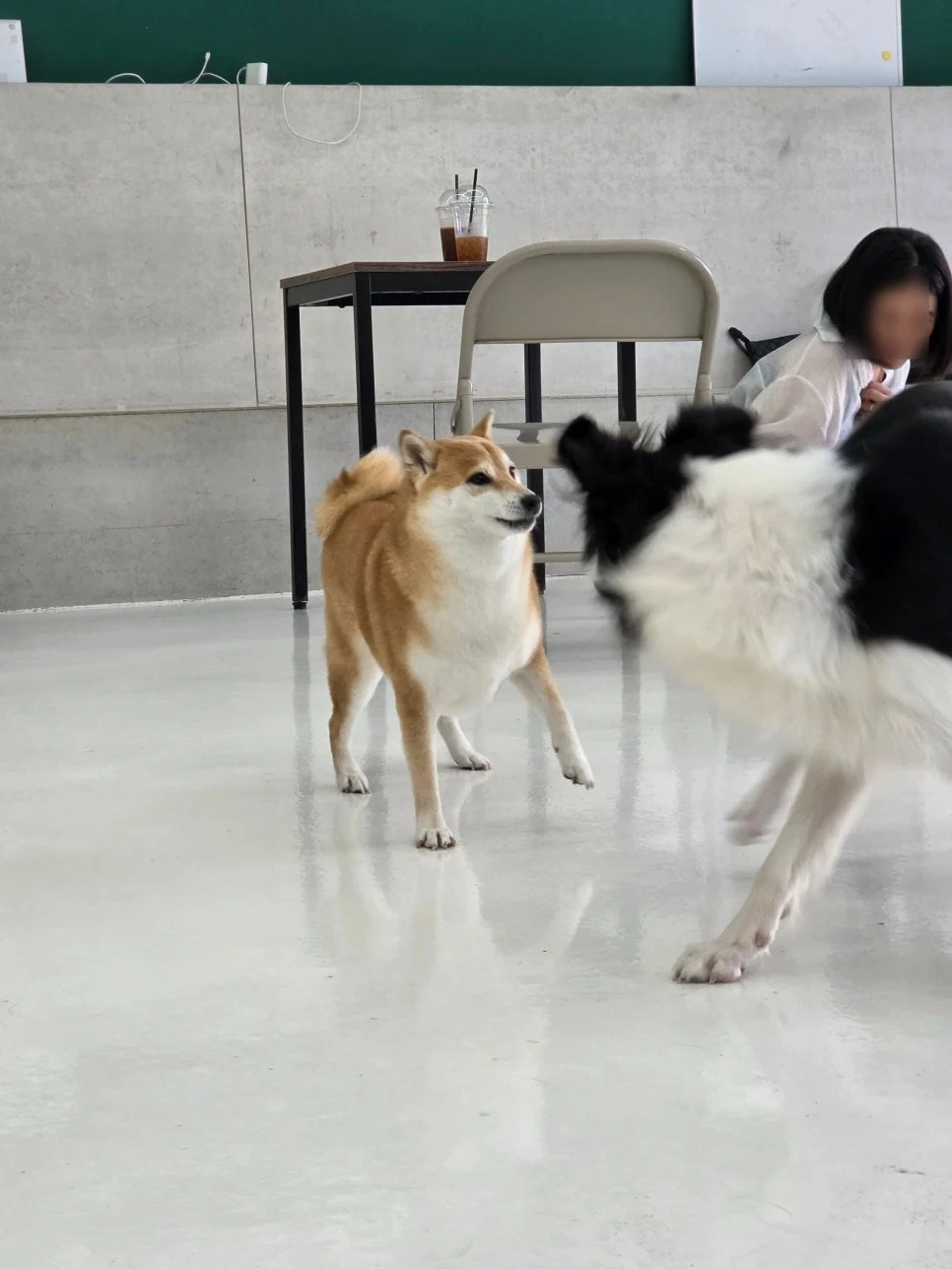 반려견유치원, 첫 방문에서 확인할 적응 기준 5가지 — 본문 이미지 4