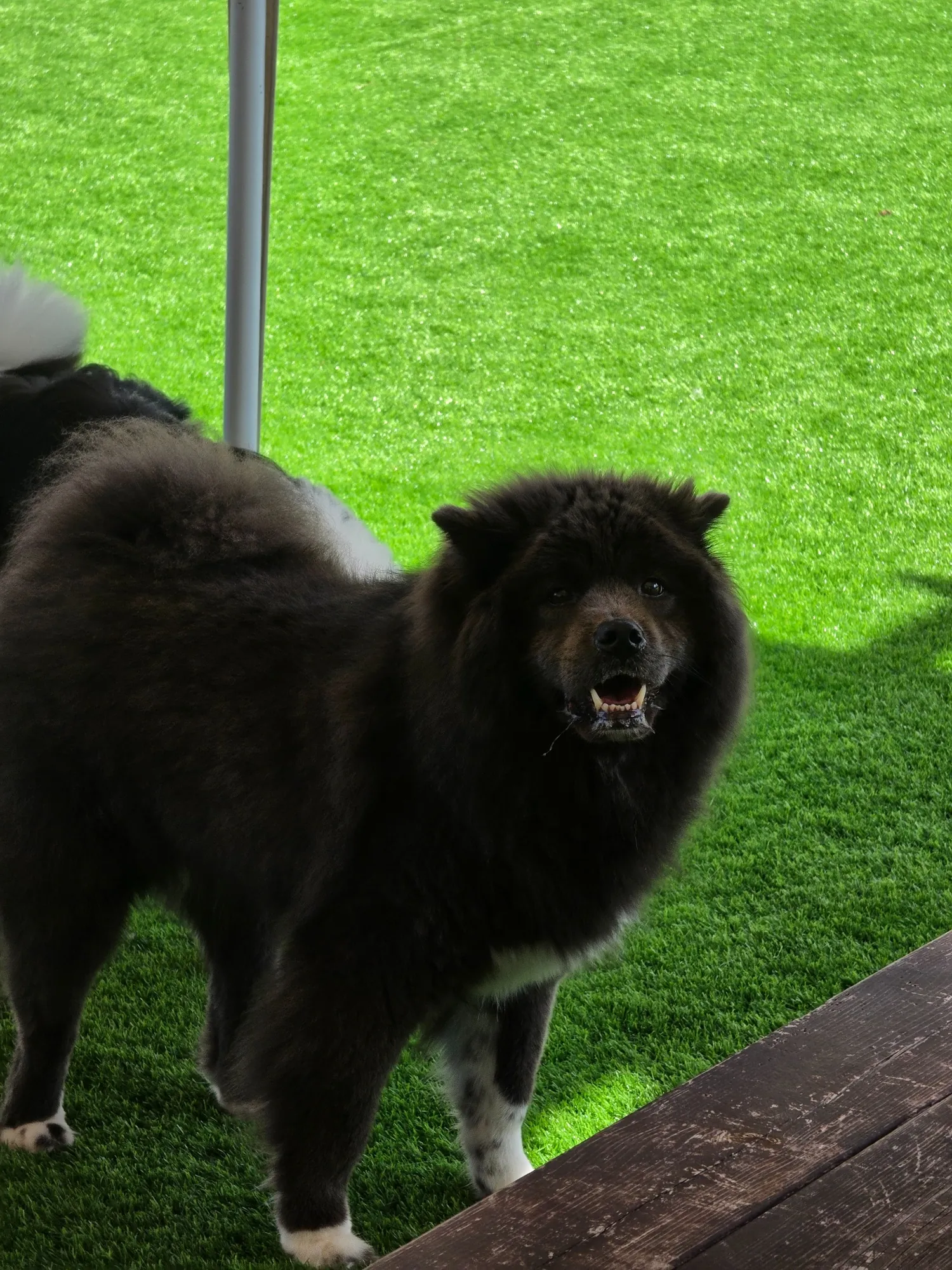 썸바디독스 아이들의 모습